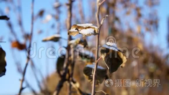 特写，枯叶在光秃秃的灌木丛枝上，雪下，映衬着蓝天.. 冬天，霜冻，下雪，晴天。