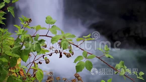 大瀑布前挂着绿色藤蔓植物视频