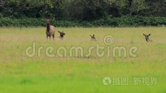 一群麋鹿躺在草地上当一个警卫视频