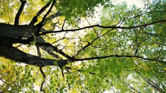 秋天大枫树的旋转背景镜头视频