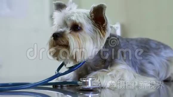 约克郡猎犬在兽医检查。 狗戴上了音筒，假装是医生。 宠物保健概念