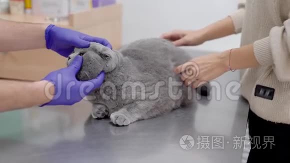 兽医在诊所里对家猫做医疗检查的特写镜头。