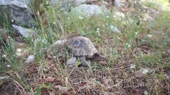 大乌龟在草地上缓慢地爬行视频