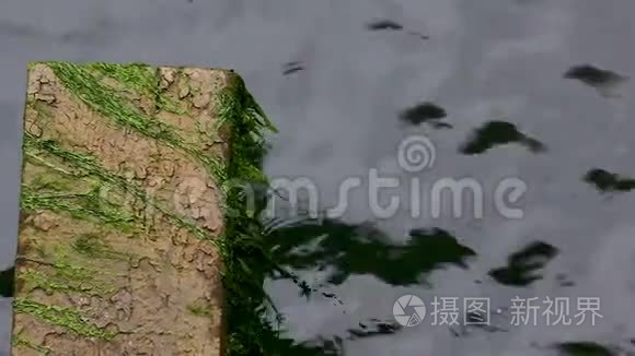 海草在水泥块旁的潮汐中摇曳视频