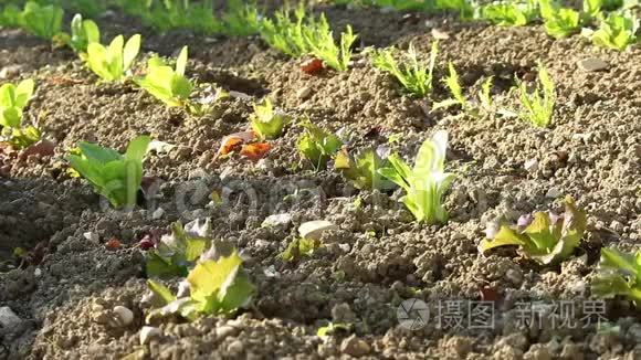 蔬菜园中有机栽植色拉苗视频