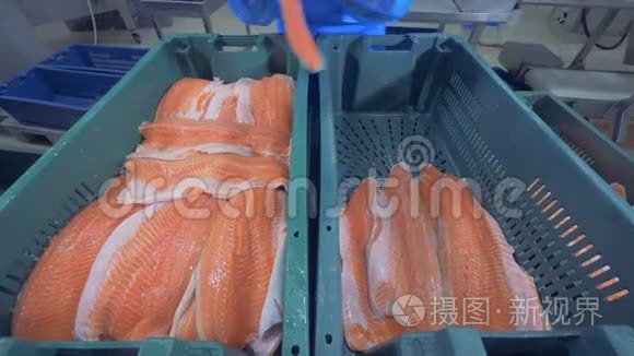 两个集装箱里装满了鱼箱视频