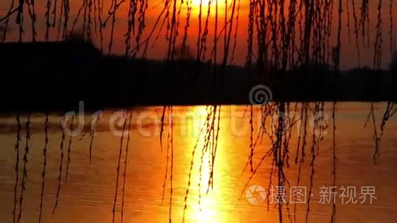 柳树的枝条在夕阳的映衬下随风摇曳。夕阳西下，夕阳西下，夕阳西下