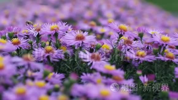 五颜六色的紫丁香紫薇花在阳光明媚的夏末生长和开花，蜜蜂和蝴蝶飞来飞去