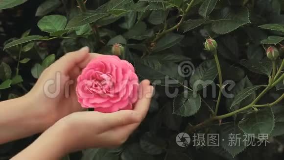 玫瑰花儿童手高清镜头视频