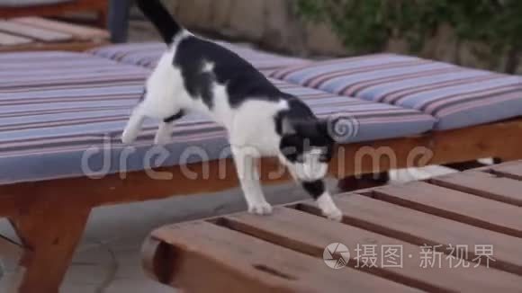 黑白小猫在躺椅上缓慢地跳跃视频