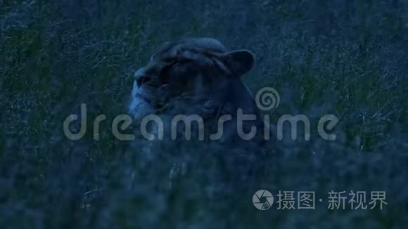 狮子在黄昏的草中转身视频