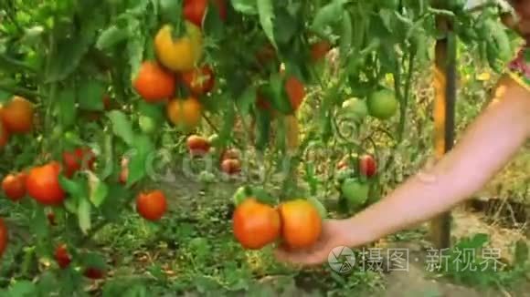 女人骄傲地展示着种植的西红柿视频