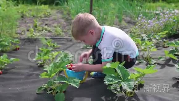 孩子收集红色浆果维多利亚。 轻轻地打破浆果，把它放在一个孩子`桶里。 在花园里收获