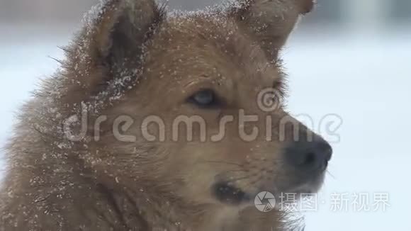 大雪中的狗视频