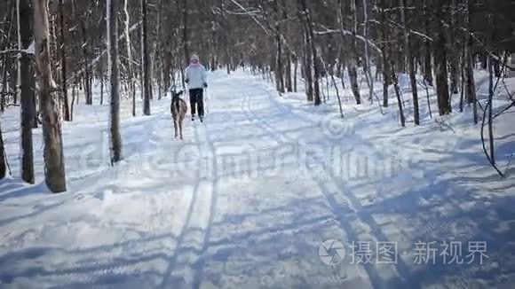 女子越野滑雪与鹿视频