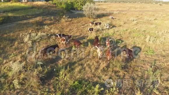 乌克兰农村村牛牧群的鸟瞰图视频