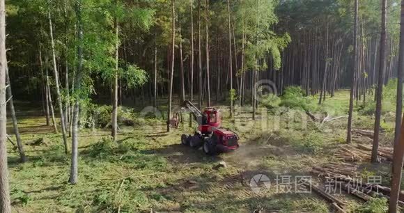 用森林收割机砍树的完整过程视频