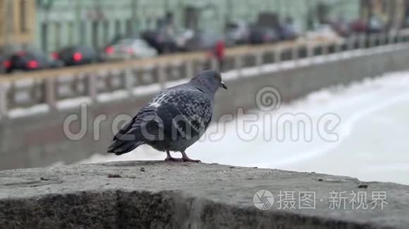 冬天城市里的灰鸽子飞视频