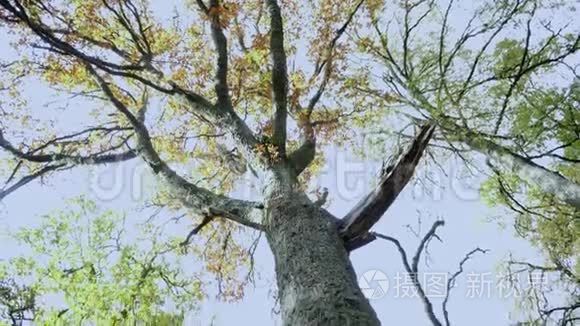 照相机斜倒在一棵很高的树上，从深蓝的天空开始直到树根