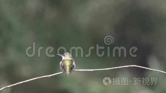 蜂鸟坐在小树枝上环顾四周视频