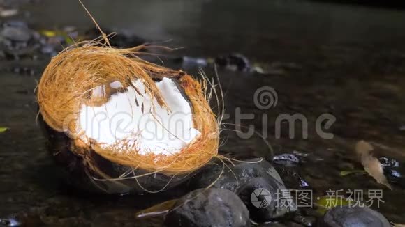 丛林里一半的椰子视频