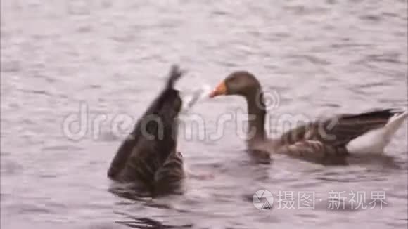 池塘里的黄嘴鸭视频