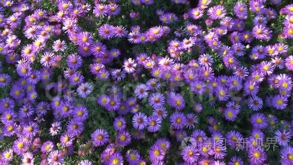 五颜六色的紫丁香紫薇花在阳光明媚的夏末生长和开花，蜜蜂和蝴蝶飞来飞去