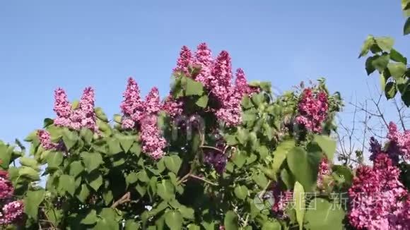 盛开的丁香花在风中摇曳