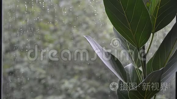 窗外阴雨天气恶劣的榕树叶片视频