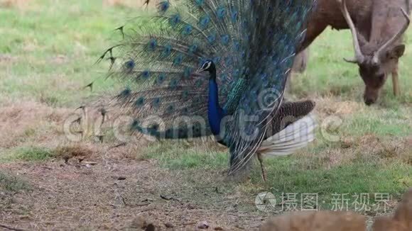 雄性孔雀