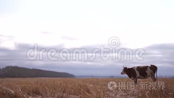 在秋天的草地上吃草的红白牛视频