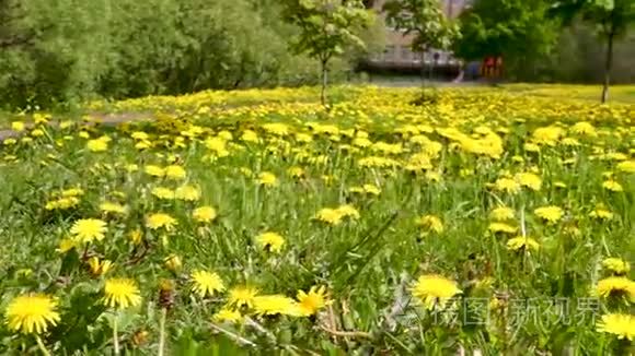 城市公园黄花蒲公英草坪全景图视频