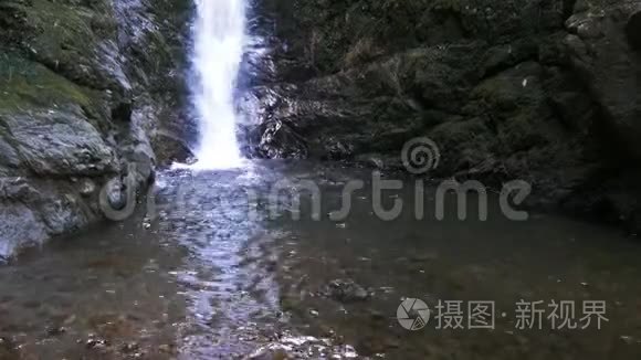 海豹幼崽在瀑布池里玩耍视频