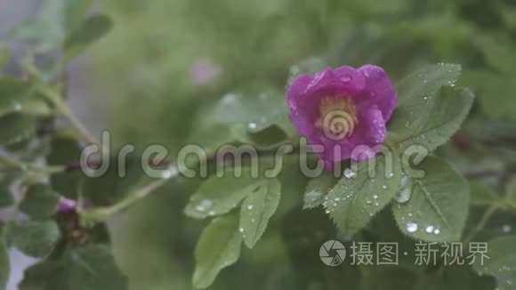 在绿林背景下，柔和柔和的玫瑰粉红色的花朵。 库存录像。 绽放着美丽的花朵