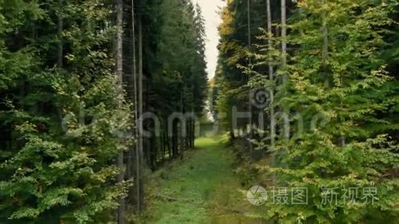 一览山林绿景.. 摄像机沿着森林移动，有绿色和黄色的树。