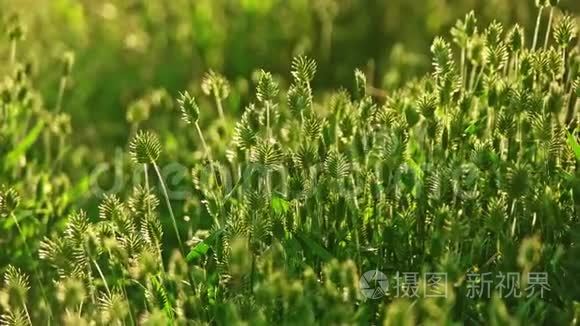 夏日的阳光沐浴着青草，在风中缓慢地穿梭