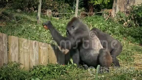 动物园的大猩猩打破椰子开放视频