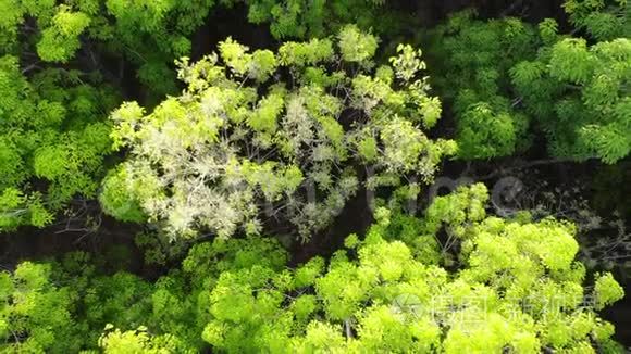 鸟瞰浅绿色橡胶树森林视频