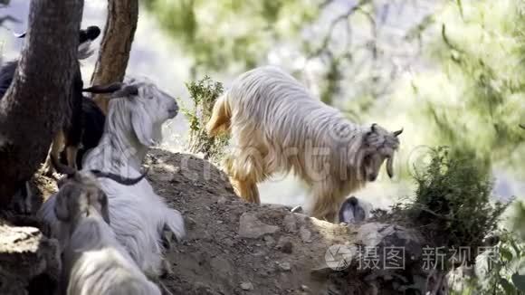 在山上觅食的山羊群视频