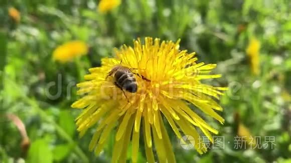 蜂蜜蜂收集花的花粉