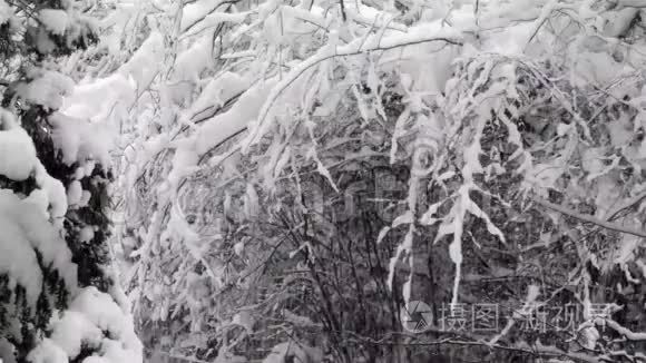 大雪落在白色的树枝上