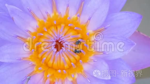 小蜜蜂在水渠里爬紫莲花花粉