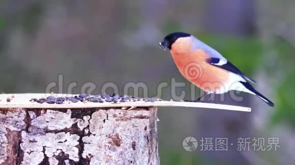 雄牛雀坐在喂食器上，吃葵花籽。