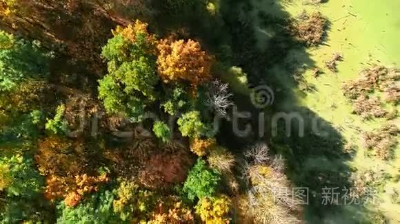 秋天的自然景色鸟瞰树木树叶视频
