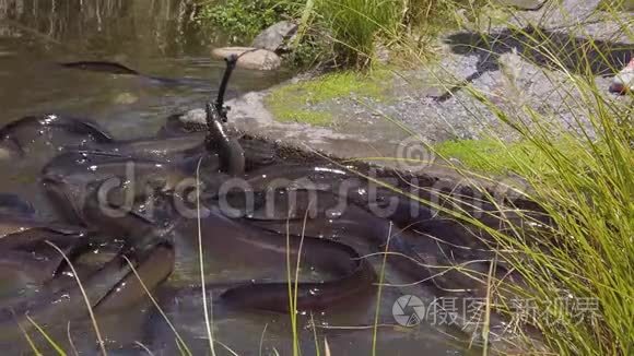新西兰鳗鱼群缓慢运动视频