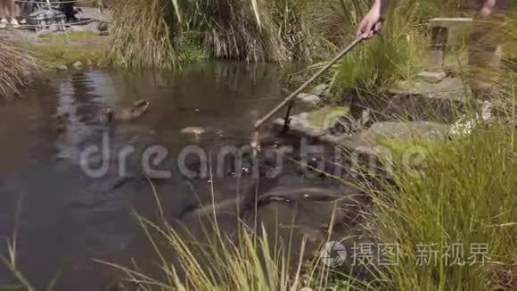 大量鳗鱼为食物残渣而战视频