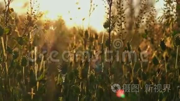 被温暖的夕阳光射回的野草穗视频