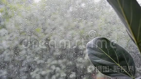 窗外阴雨天气恶劣的榕树叶片视频