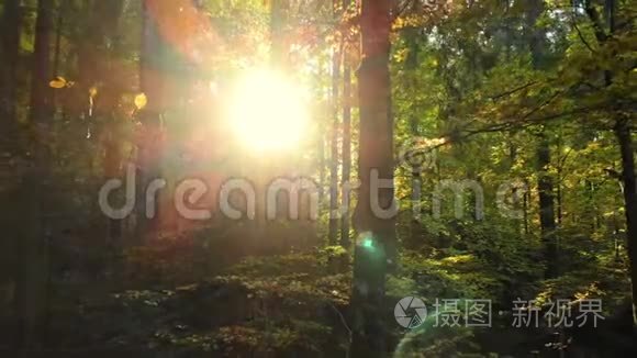 森林追踪太阳神奇森林野生森林视频