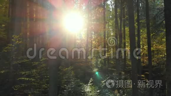 森林追踪太阳神奇森林野生森林视频